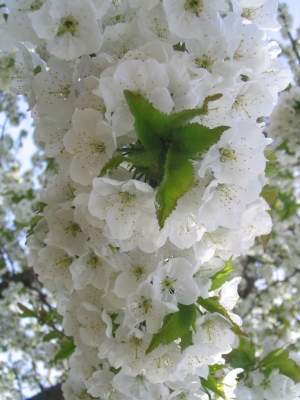 volle Blüte