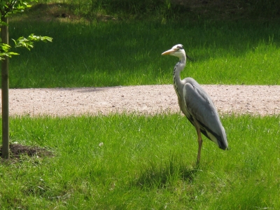 Ein Reiher