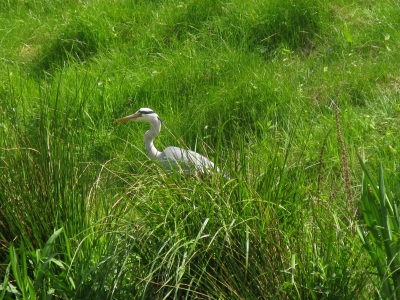 Ein Reiher