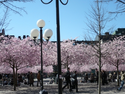 Kirschblüte Kungsträdgarden