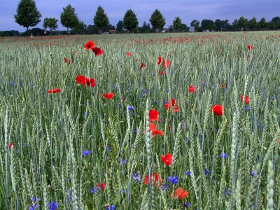 Mitten im Kornfeld 7