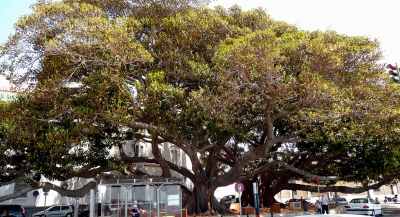 Riesengummibäume in Cadiz