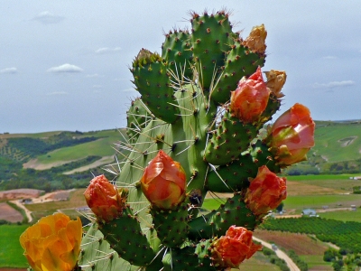 Kaktusblüten