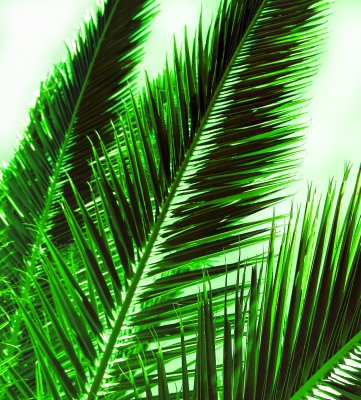 Grüne Palmen
