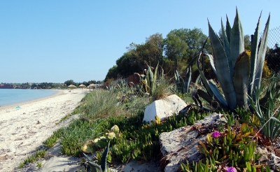 Kaktus am Strand