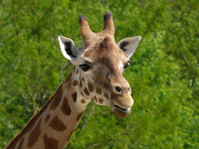 Giraffen im Tierpark