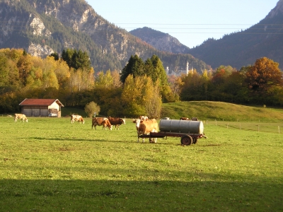 Kühe vor Schloss Neuschwanstein