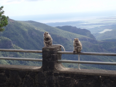 Affenfamilie in Mauritius