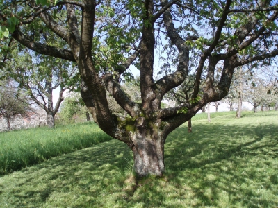 Baum im Frühling