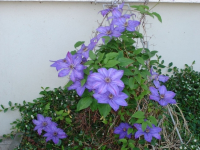 Clematis