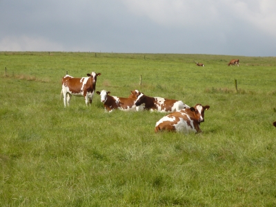 Kühe im Sauerland