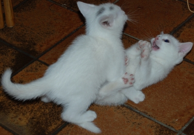 weiße Katzenkinder