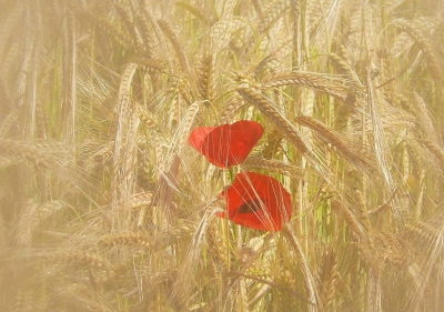 "Mohn im Gerstenfeld"