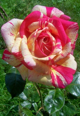 Rose "Broccliande"