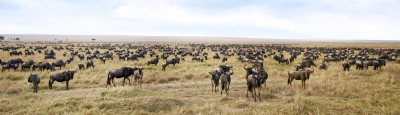 Migration in der Massai Mara