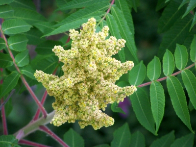 Essigbaum-Blüte 2