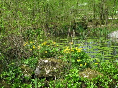 Froschkönigs Reich