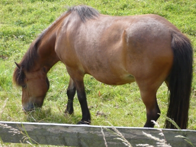 Pferd im Sauerland