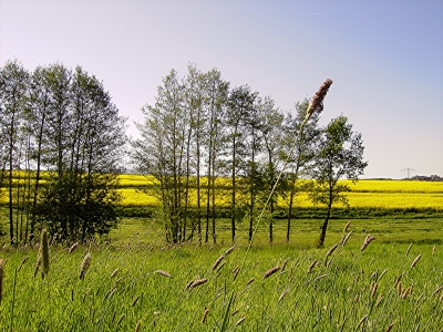 Rapslandschaft