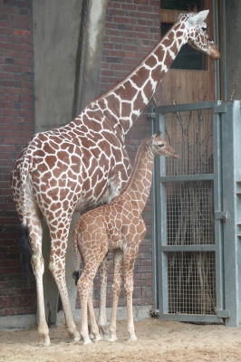 Giraffe - Netzgiraffe