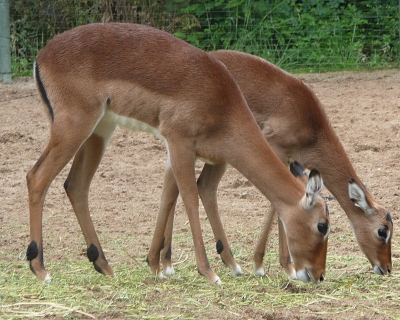 Impala, Antilope