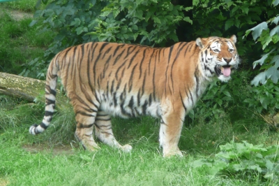 Tiger - Sibirischer