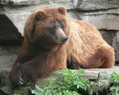 Grizzly - Braunbär