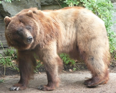 Grizzly - Braunbär II