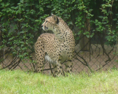 Gepard II