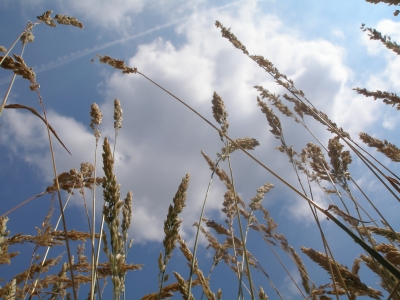 Gras ud Wolken