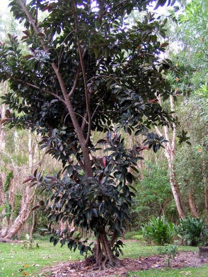 Ficus