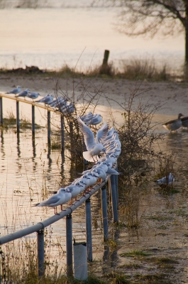 Möwenparade