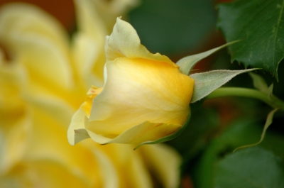 Eine Rose für meine Geliebte ......