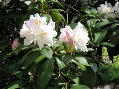 Graal-Müritz 07 05 Rhododendronpark_0004