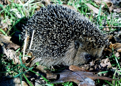 Igel bei der Mittagsruhe