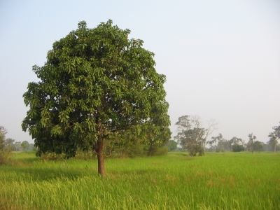 Ein Baum im Feld