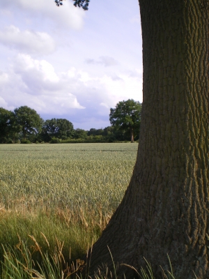 Baum und Feld