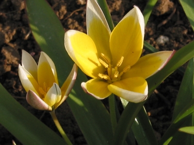 Gelbe Wildtulpen