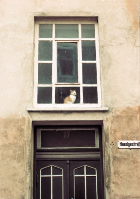 Katze im Flurfenster