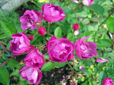 Blüten eines Rosenbäumchen