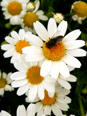 Gänseblümchen mit Besuch