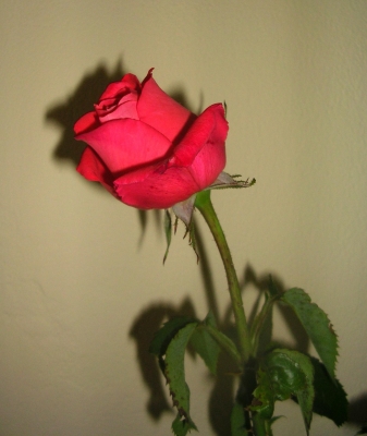 meine Rosen - 1