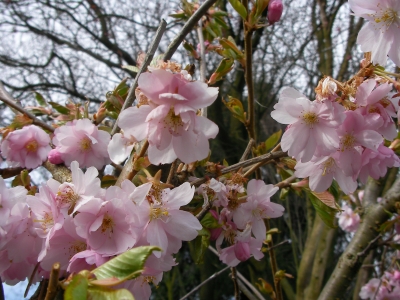 Kirschpflaume - Prunus cerasifera