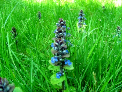 Braunelle, Prunella vulgaris, im Morgentau