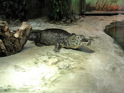 Zoo Rostock 08 05 Krokodil