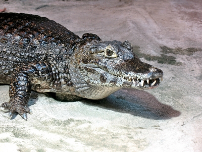 Zoo Rostock 08 05 Krokodil näher
