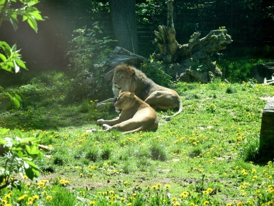 Zoo Rostock 08 05  Löwen