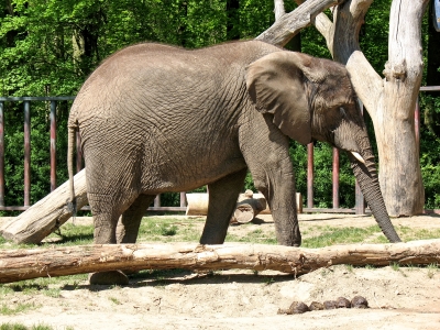 Zoo Rostock 08 05 Elefant
