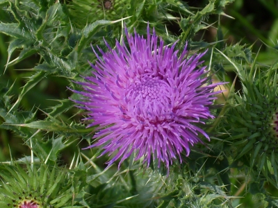 DISTEL