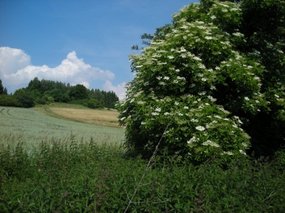 Holunderblüten 2